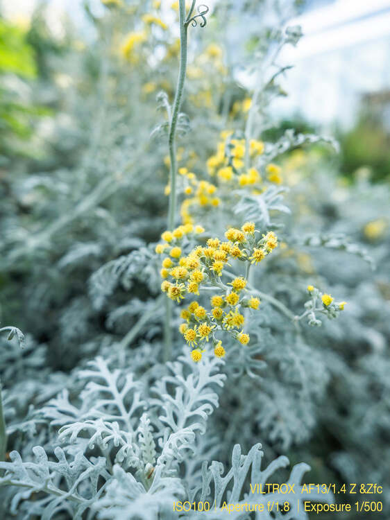 Viltrox AF 13mm f/1.4 Z pre Nikon Z