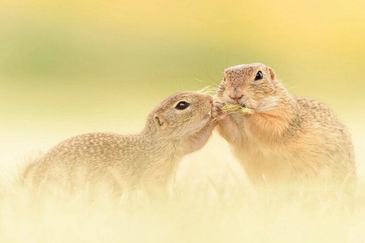 Tamron SP 150-600mm F/5-6.3 Di VC USD G2 pre Nikon + 5 ročná záruka