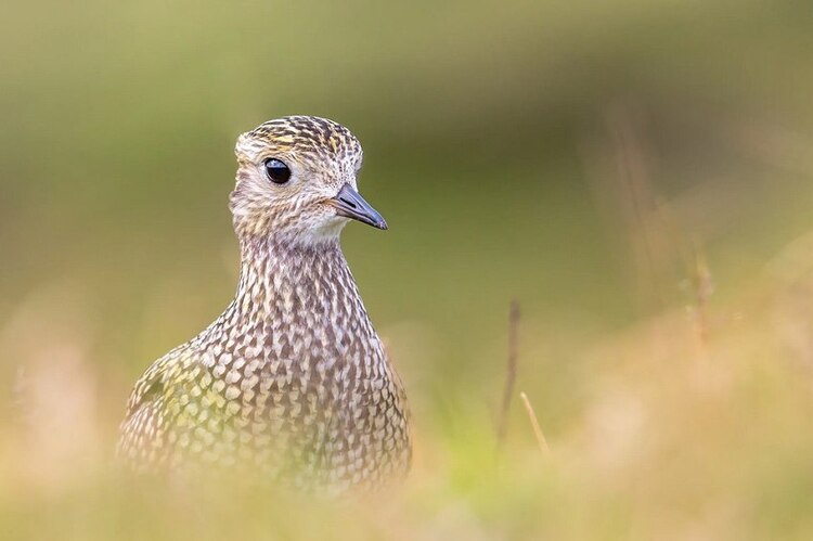 Tamron SP 150-600mm F/5-6.3 Di VC USD G2 pre Nikon + 5 ročná záruka