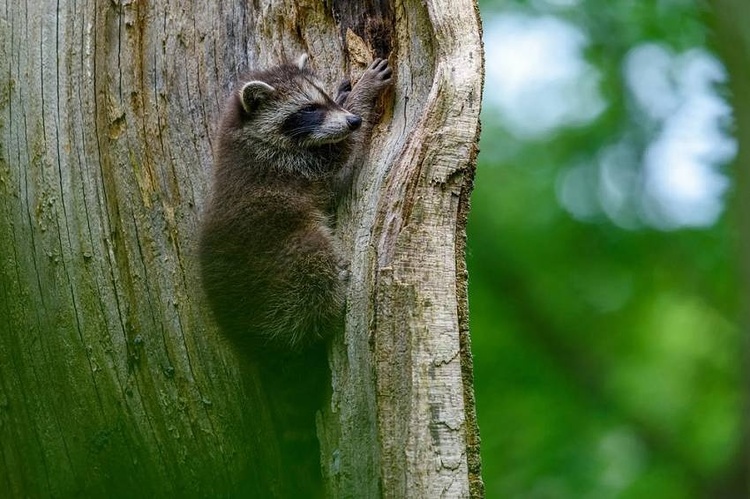 Tamron SP 150-600mm F/5-6.3 Di VC USD G2 pre Nikon + 5 ročná záruka