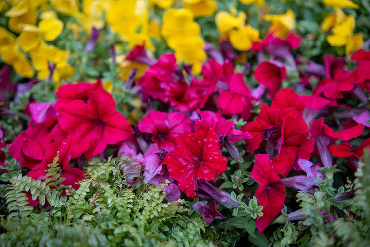 Viltrox AF 23mm f/1.4 XF pre FujiFilm X