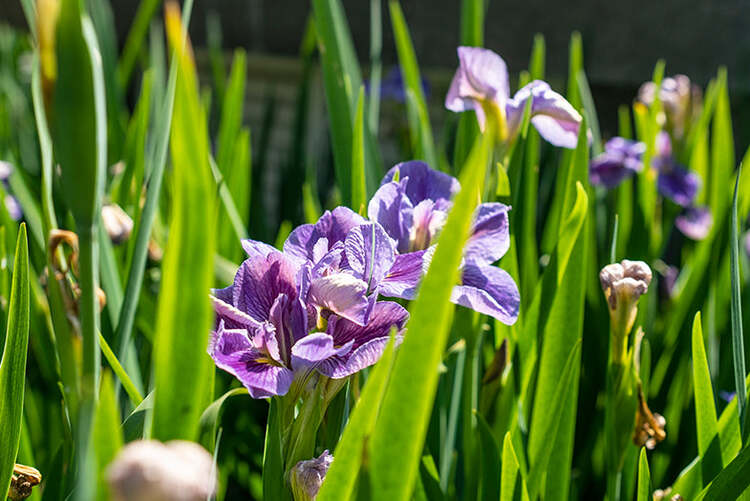 Viltrox AF 33mm f/1.4 XF pre FujiFilm X