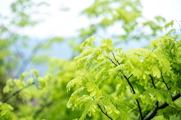 Viltrox AF 33mm f/1.4 XF pre FujiFilm X