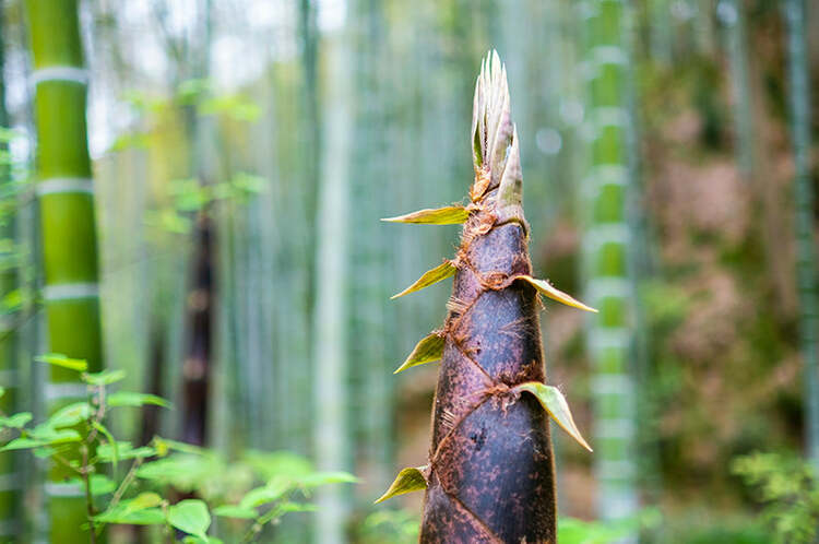 Viltrox AF 33mm f/1.4 XF pre FujiFilm X