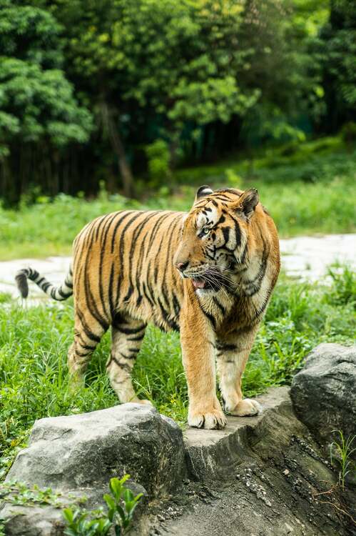 Viltrox AF 56mm f/1.4 Z pre Nikon Z