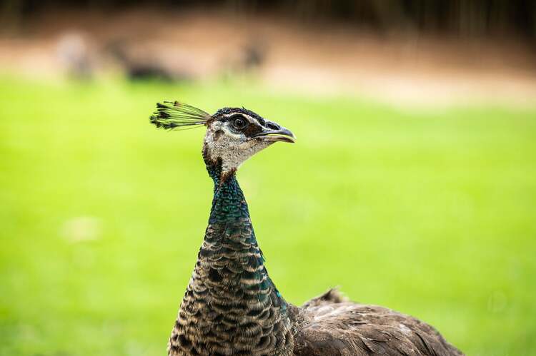 Viltrox AF 56mm f/1.4 Z pre Nikon Z