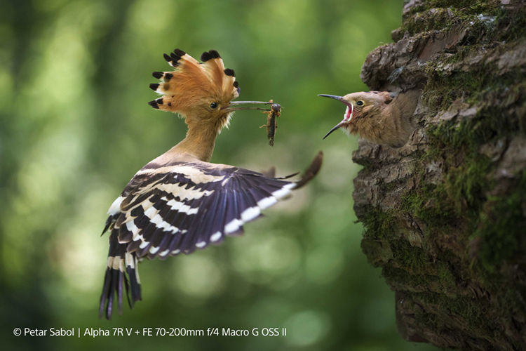 Sony FE 70-200mm f/4.0 G OSS II