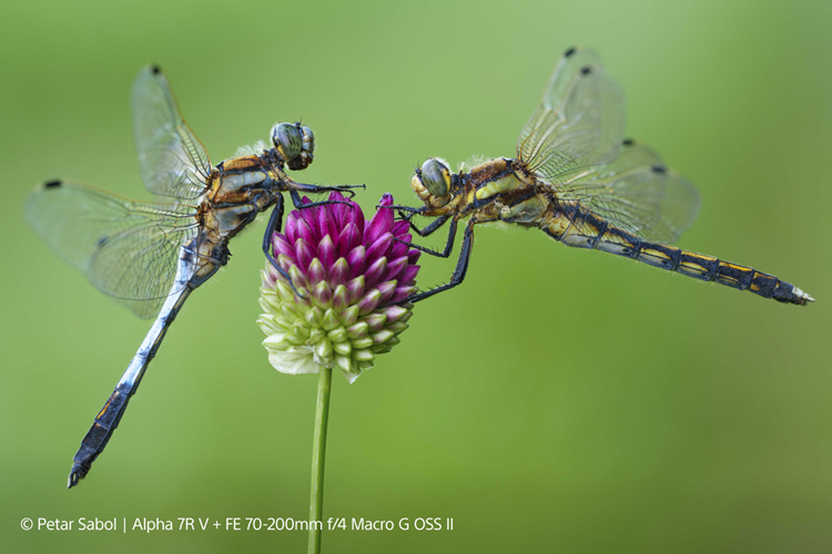 Sony FE 70-200mm f/4.0 G OSS II