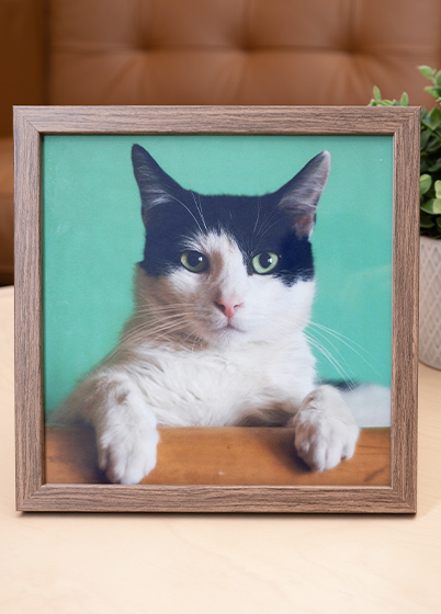 Falc Quadro - fotorámik - Orech, 15x15, 20x20