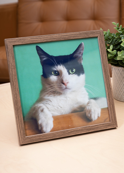 Falc Quadro - fotorámik - Orech, 15x15, 20x20