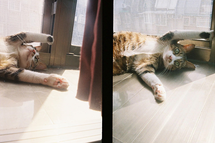 Kodak Ektar H35 hnedý