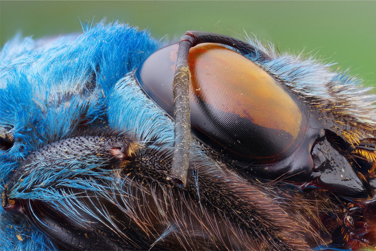 Laowa 25mm f/2.8 2,5-5x Ultra-Macro pre Canon EF