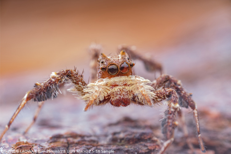 Laowa 25mm f/2.8 2,5-5x Ultra-Macro pre Nikon F