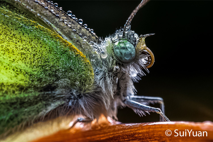 Laowa 65mm f/2.8 2x Ultra Macro APO pre FujiFilm X