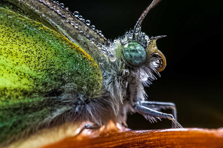 Laowa 65mm f/2.8 2x Ultra Macro pre Nikon Z