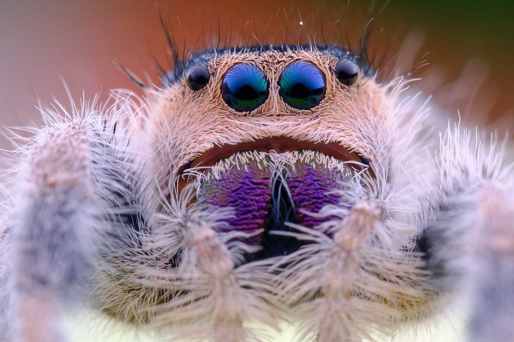 Laowa 65mm f/2.8 2x Ultra Macro pre Nikon Z