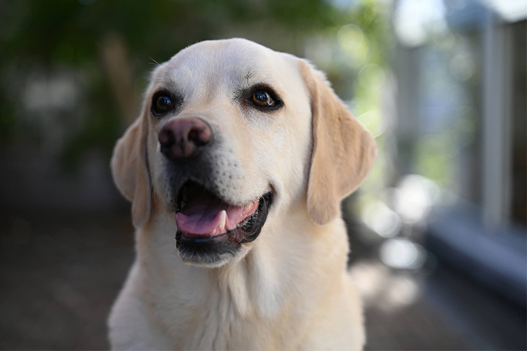 Nikon Z 28 -75mm f/2.8