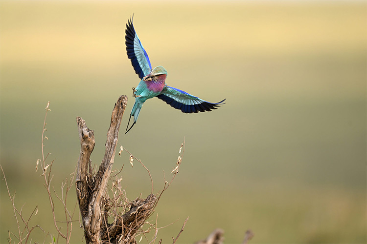 Nikon Z 400mm f/2.8 TC VR S