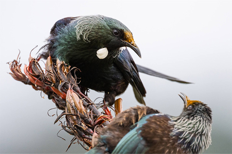 Nikon Z 800mm f/6.3 VR S