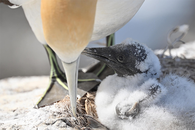 Nikon Z 800mm f/6.3 VR S