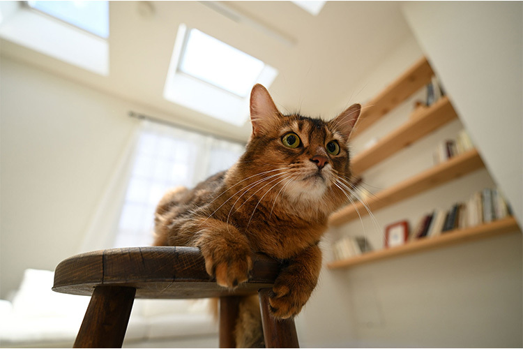 Nikon Z 17-28mm f/2.8