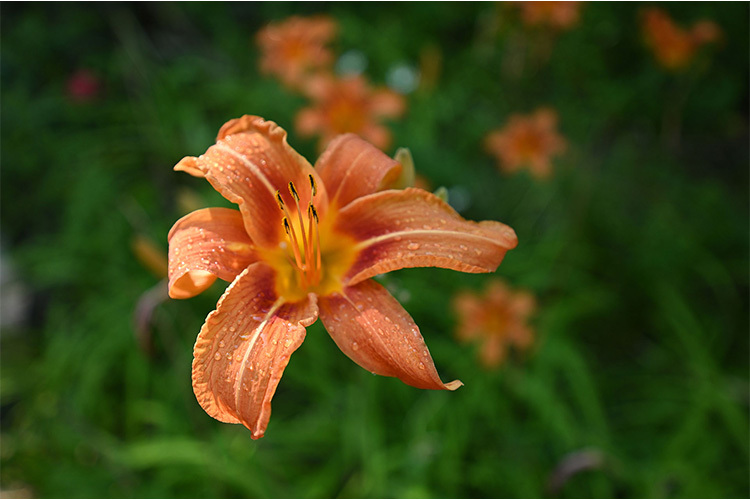 Nikon Z 17-28mm f/2.8