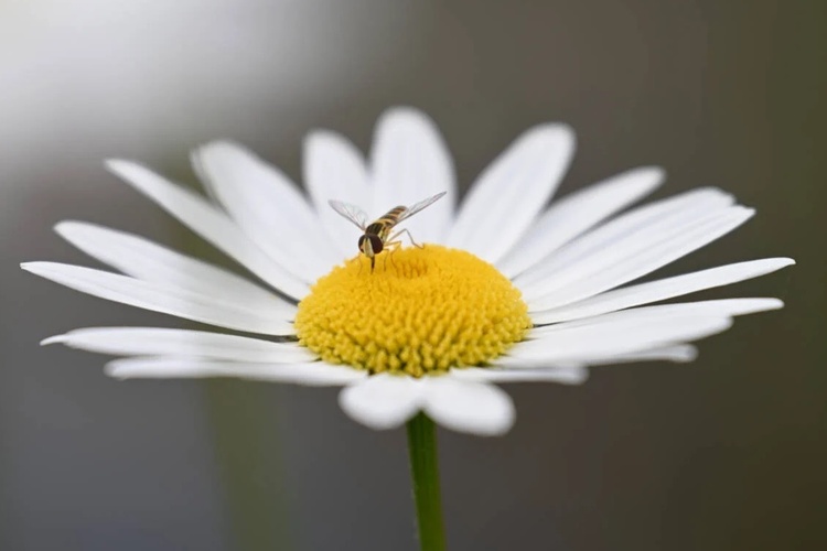 Nikon Z 70-180mm f/2.8