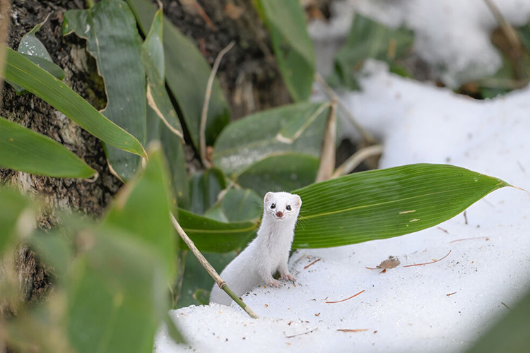 Nikon Z 180-600mm f/5.6-6.3 VR