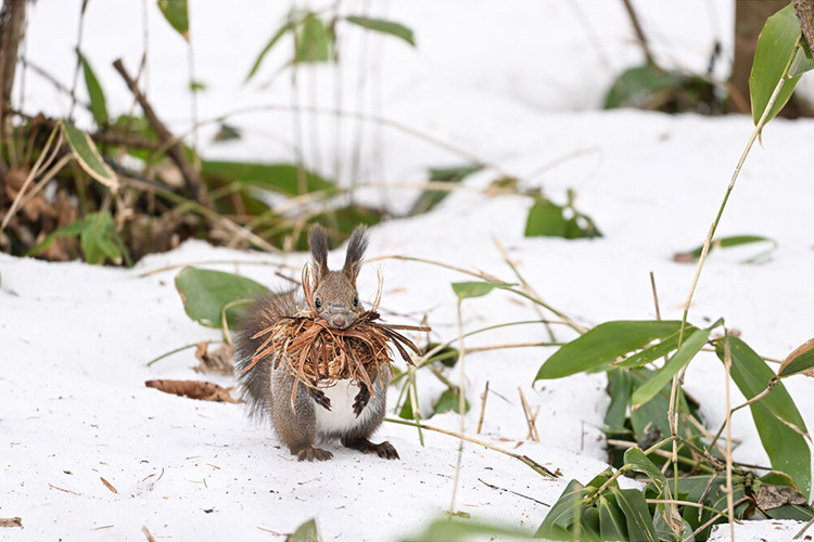 Nikon Z 180-600mm f/5.6-6.3 VR