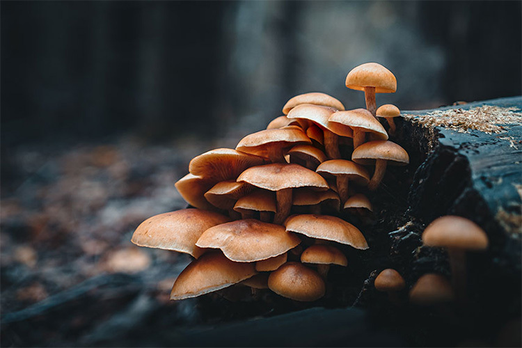 OM Sytem M.Zuiko Digital ED 20mm f/1.4 PRO