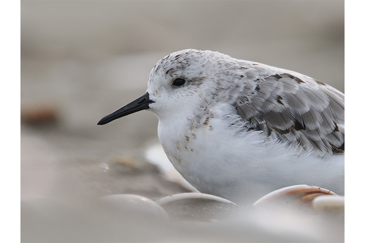 OM System OM-1 Mark II telo