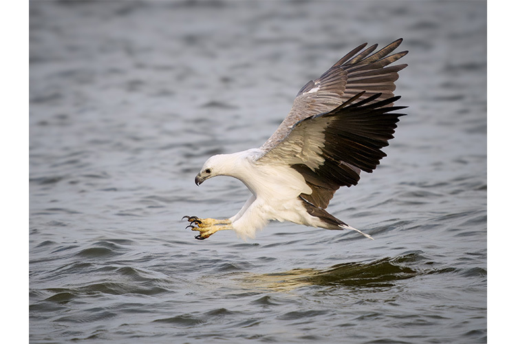 OM System OM-1 Mark II telo