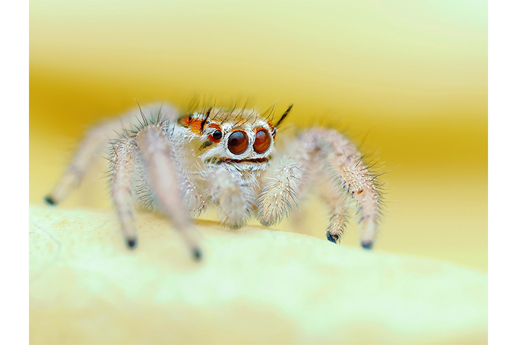 OM System OM-1 Mark II telo