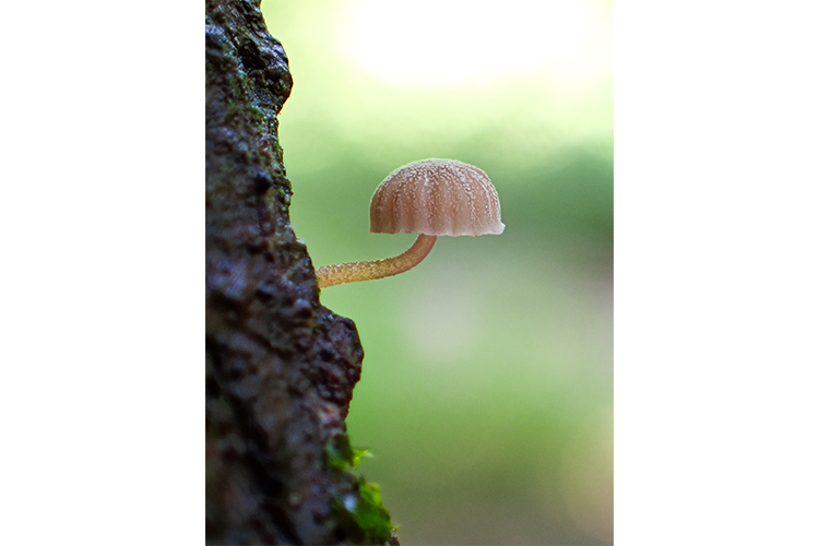 OM System Tough TG-7 červený