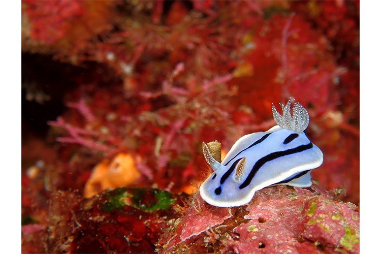 OM System Tough TG-7 červený