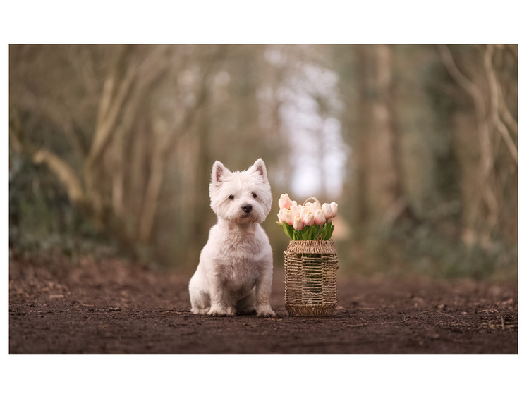 Samyang AF 35-150mm f/2-2.8 Sony FE