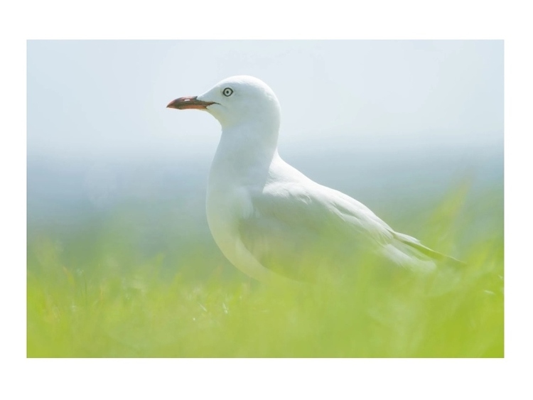 Tamron 28-300mm f/4-7.1 Di III VC VXD pre Sony E