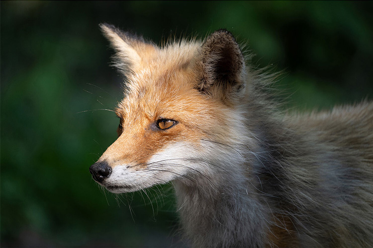 Tamron 50-400mm f/4.5-6.3 Di III VC VXD pre Nikon Z