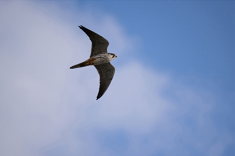 Tamron 50-400mm f/4.5-6.3 Di III VC VXD pre Nikon Z