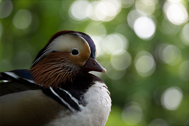 Tamron 50-400mm f/4.5-6.3 Di III VC VXD pre Nikon Z