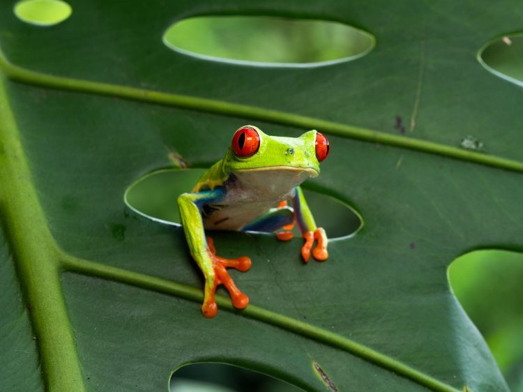 Tamron 90mm f/2.8 Di III VXD pre Nikon Z