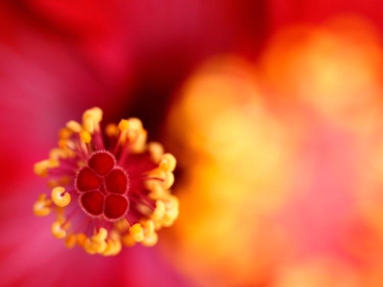 Tamron 90mm f/2.8 Di III VXD pre Nikon Z