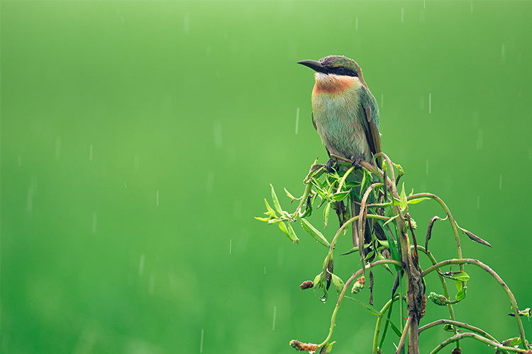 NIkon Z 600mm f/6.3 VR S