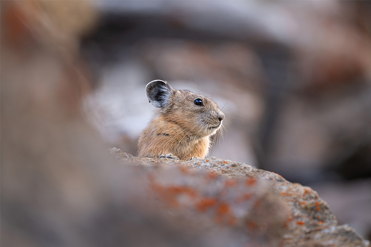 NIkon Z 600mm f/6.3 VR S