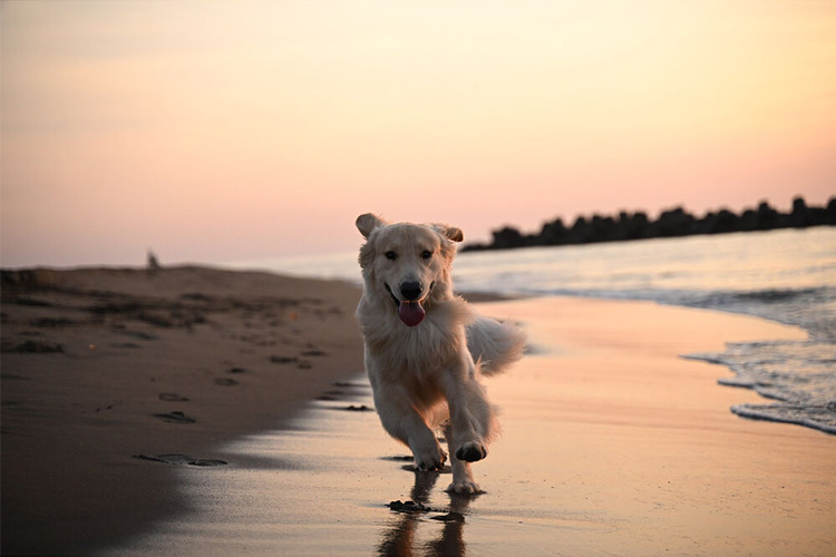 Nikon Z f telo čierne