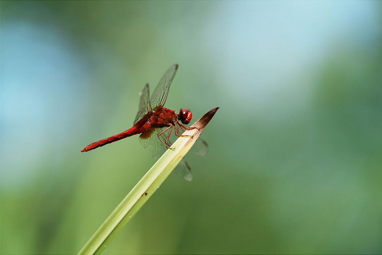 Sony A7C R telo čierne