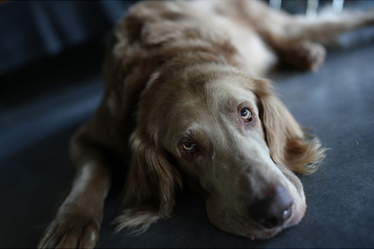 Sony A7C II telo strieborné