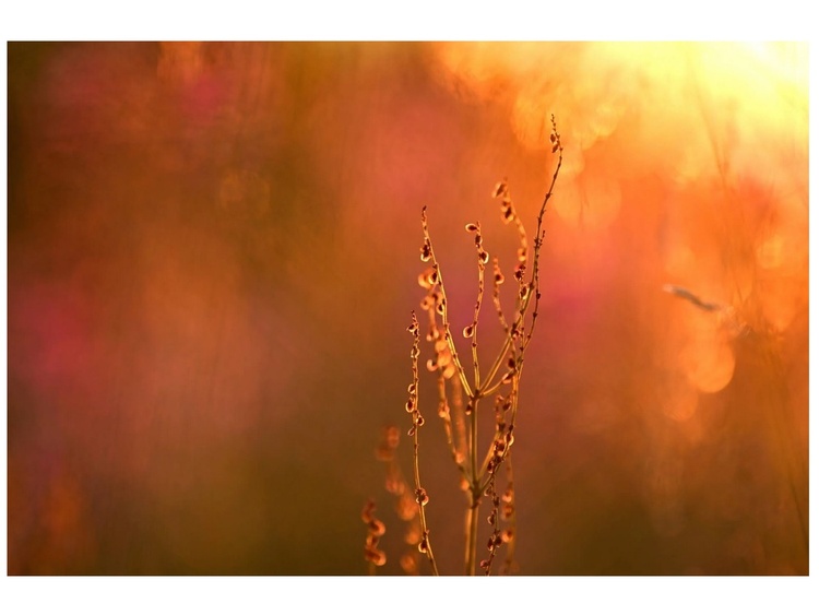 Nikon Z 135mm f/1.8 S Plena