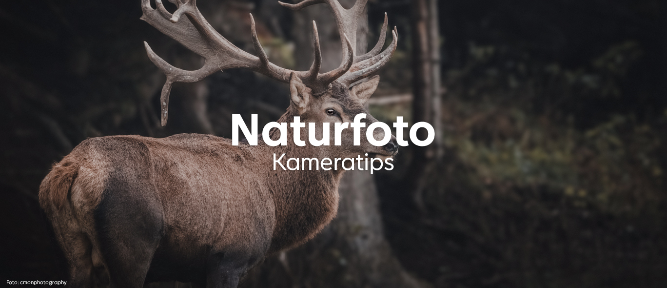 Jeleň lesný s veľkým parožím stojaci v tmavom lese